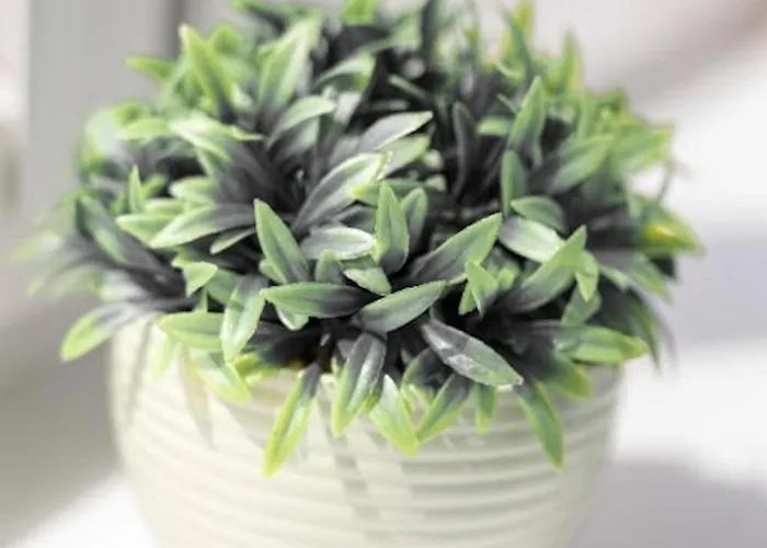 Golden - Rynek Square - Monopol